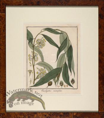 Hayne's Botanical in Burl 04